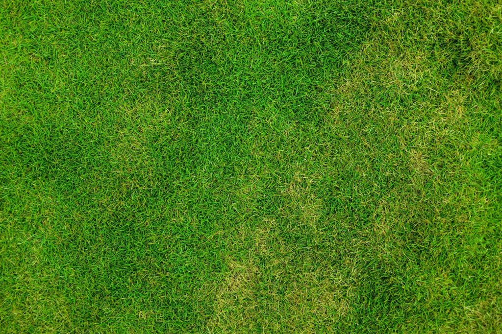 How Long Does It Take for Lawn Treatments to Work A Guide for Chichester Homeowners