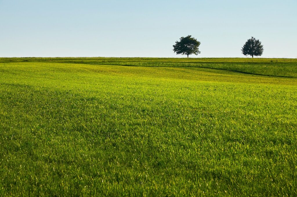 How to Keep Your Lawn Healthy in Shaded or Tree-Covered Gardens