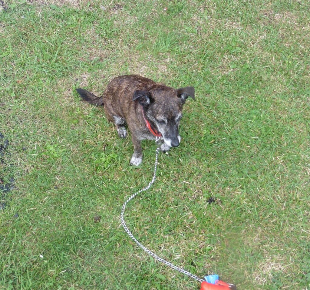 How to Spot and Treat Common Lawn Diseases in Arundel, Emsworth & Nearby Areas