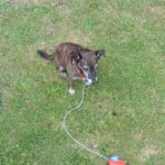 How to Spot and Treat Common Lawn Diseases in Arundel, Emsworth & Nearby Areas