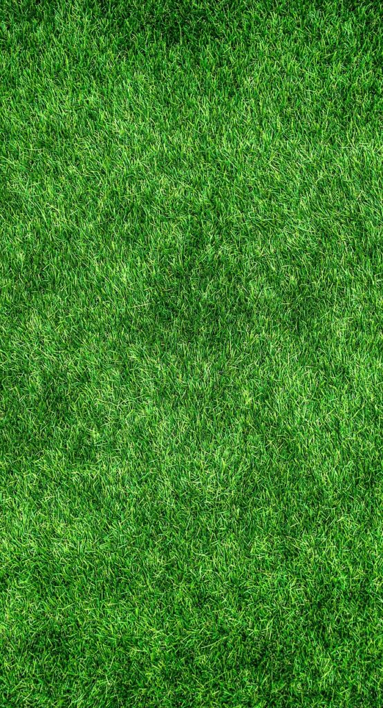 Lawn Renovation in Chichester Is It Time to Start Over