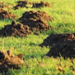 New Build, Poor Soil How to Establish a Healthy Lawn in Chichester & Arundel