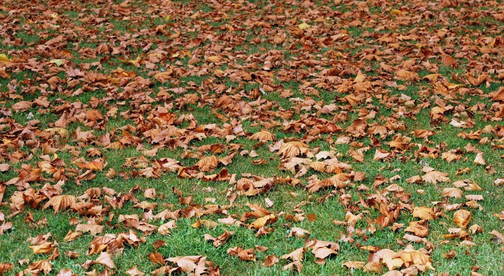 Should You Rake Leaves Off Your Lawn in Autumn