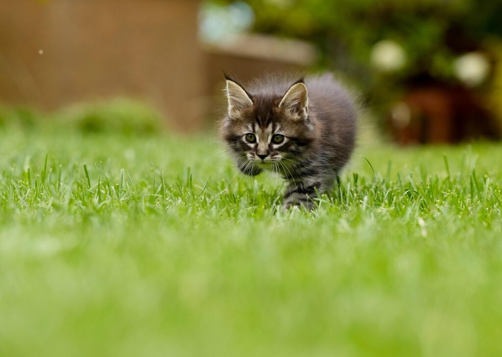 The Best Grass Seed for Lawns in Chichester and the West Sussex Climate