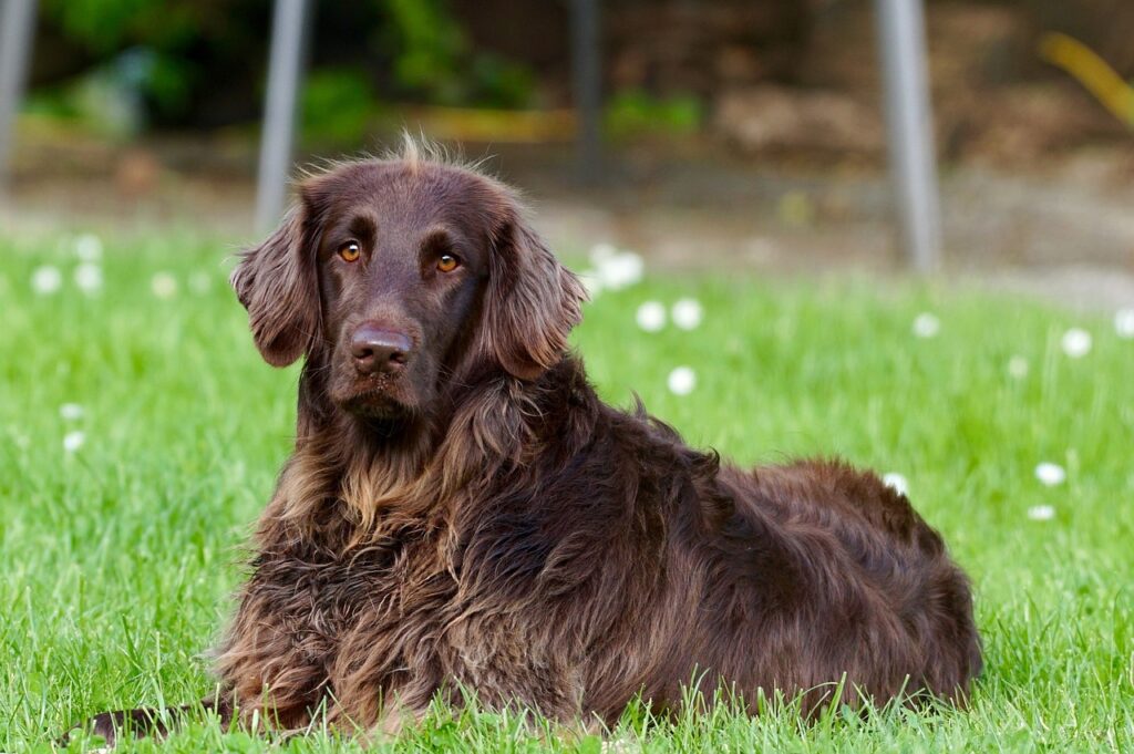 The Real Impact of Pet Urine on Lawns and How to Fix It