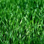 Turf vs Reseeding Which Is Better for Your Lawn Renovation Project