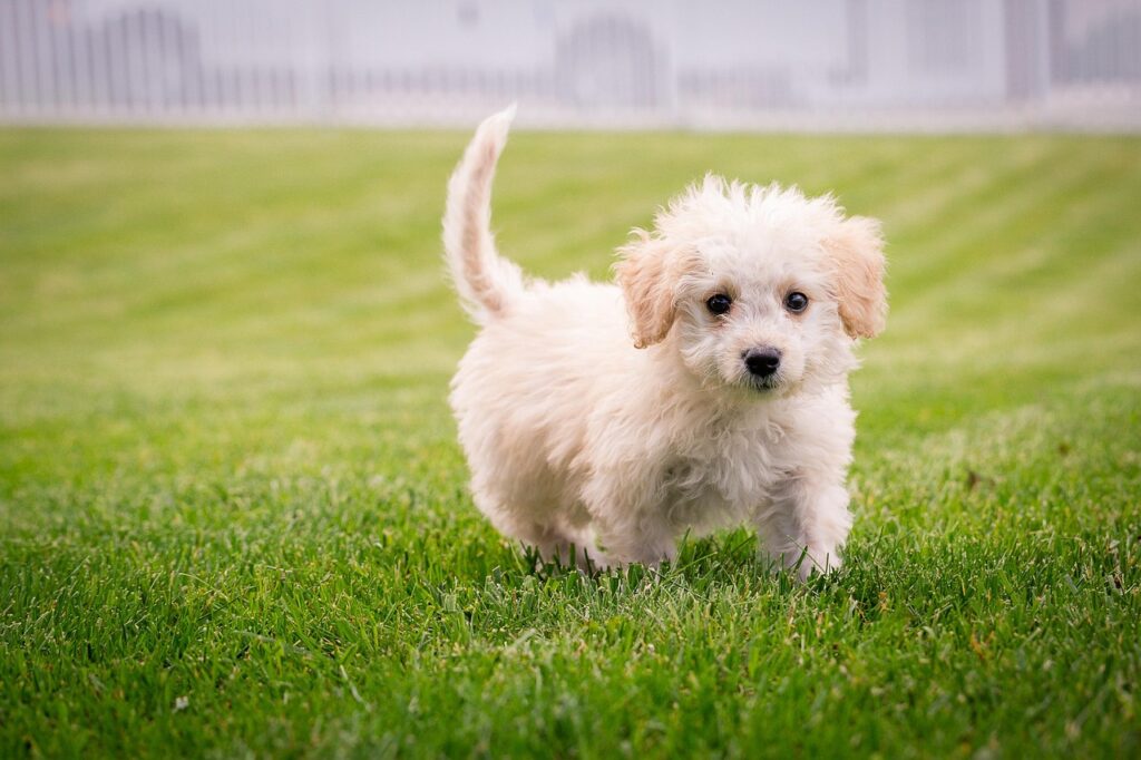What Does a Healthy Lawn Actually Look Like A Homeowner’s Guide