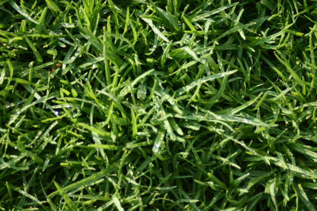When Is the Best Time of Year to Treat Your Lawn in Chichester, West Sussex
