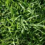 When Is the Best Time of Year to Treat Your Lawn in Chichester, West Sussex