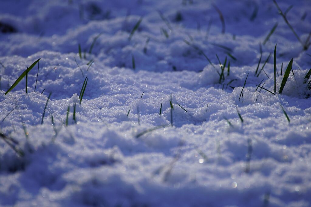 Why Lawn Care Isn’t Just for Summer What to Do in Winter