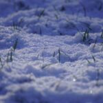 Why Lawn Care Isn’t Just for Summer What to Do in Winter