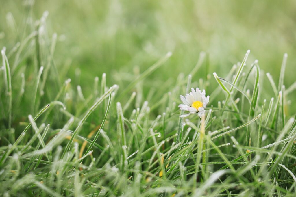 Year-Round Lawn Calendar What to Do Each Month in Chichester Gardens