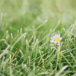 Year-Round Lawn Calendar What to Do Each Month in Chichester Gardens