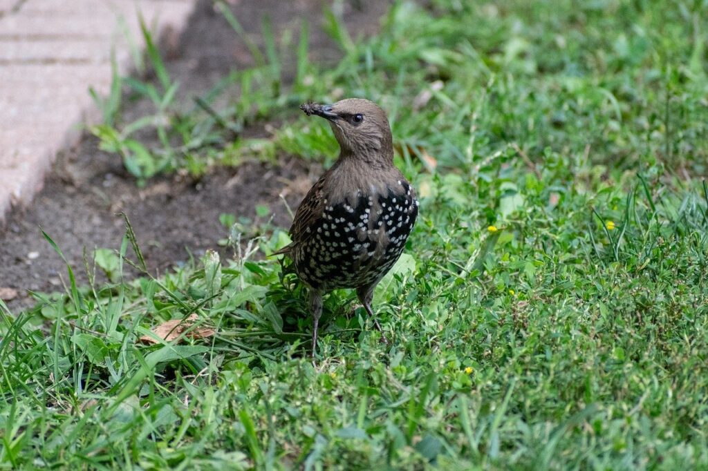 Emergency Lawn Rescue What to Do After a Heatwave or Drought in West Sussex
