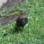 Emergency Lawn Rescue What to Do After a Heatwave or Drought in West Sussex
