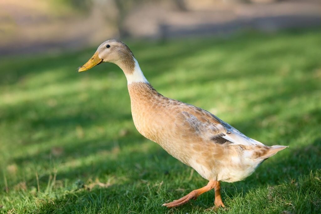 Hosepipe Ban Survival Guide Keep Lawns Green Legally in West Sussex