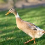 Hosepipe Ban Survival Guide Keep Lawns Green Legally in West Sussex