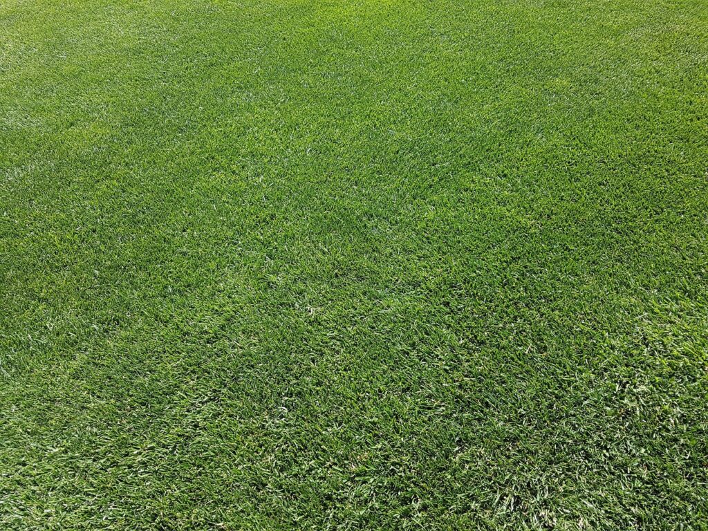 Lawn Care Tips for Shaded Gardens in Arundel & Emsworth