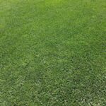Lawn Care Tips for Shaded Gardens in Arundel & Emsworth