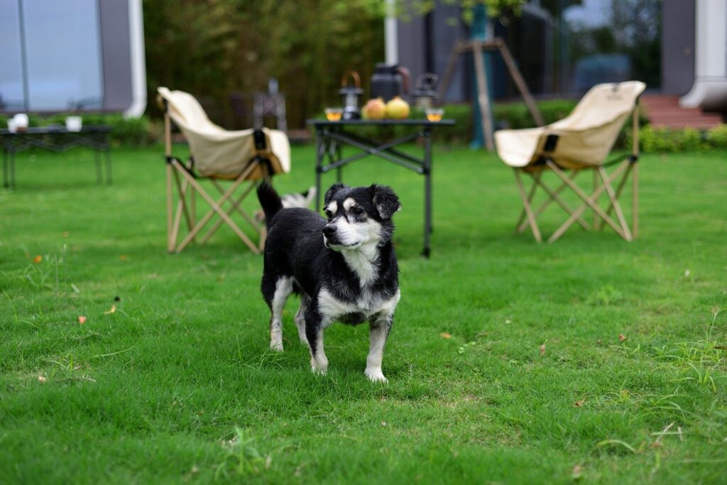 Microclover Lawns in West Sussex Pros, Cons & How to Start (Chichester, Arundel & Emsworth)