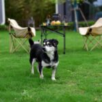 Microclover Lawns in West Sussex Pros, Cons & How to Start (Chichester, Arundel & Emsworth)