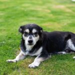 New-Build Lawn Problems Turn Builder’s Soil into a Lush Lawn in Chichester