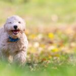 Pet Urine Damage How to Restore Patchy Lawns in Chichester & Surrounding Areas