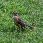 What’s Digging Up My Lawn Stop Birds, Foxes & Badgers—Without Harming Wildlife (West Sussex Guide)