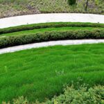 Chichester Lawn Edging Simple Tricks to Sharpen Your Garden Borders