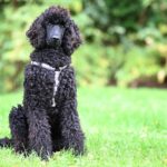 Do You Need Scarification Or Just A Feed Five Signs It Is Time To Rake Out The Thatch