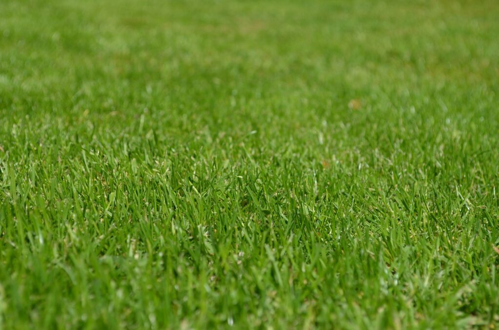 Drought-Resilient Lawns in West Sussex Keep Your Grass Greener with Less Water