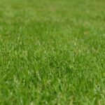 Drought-Resilient Lawns in West Sussex Keep Your Grass Greener with Less Water
