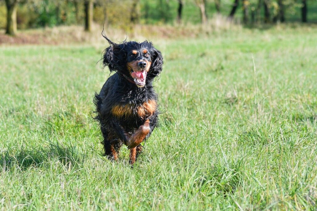 First Professional Lawn Visit in Chichester What We Check, Treat & When You’ll See Results