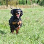 First Professional Lawn Visit in Chichester What We Check, Treat & When You’ll See Results