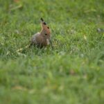 How to Fix a Waterlogged Lawn in Emsworth (Without Re-Turfing)