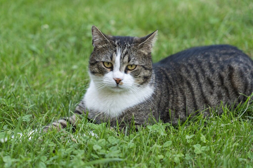 Moss Control for Coastal Lawns in Chichester & Emsworth What Actually Works