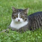 Moss Control for Coastal Lawns in Chichester & Emsworth What Actually Works