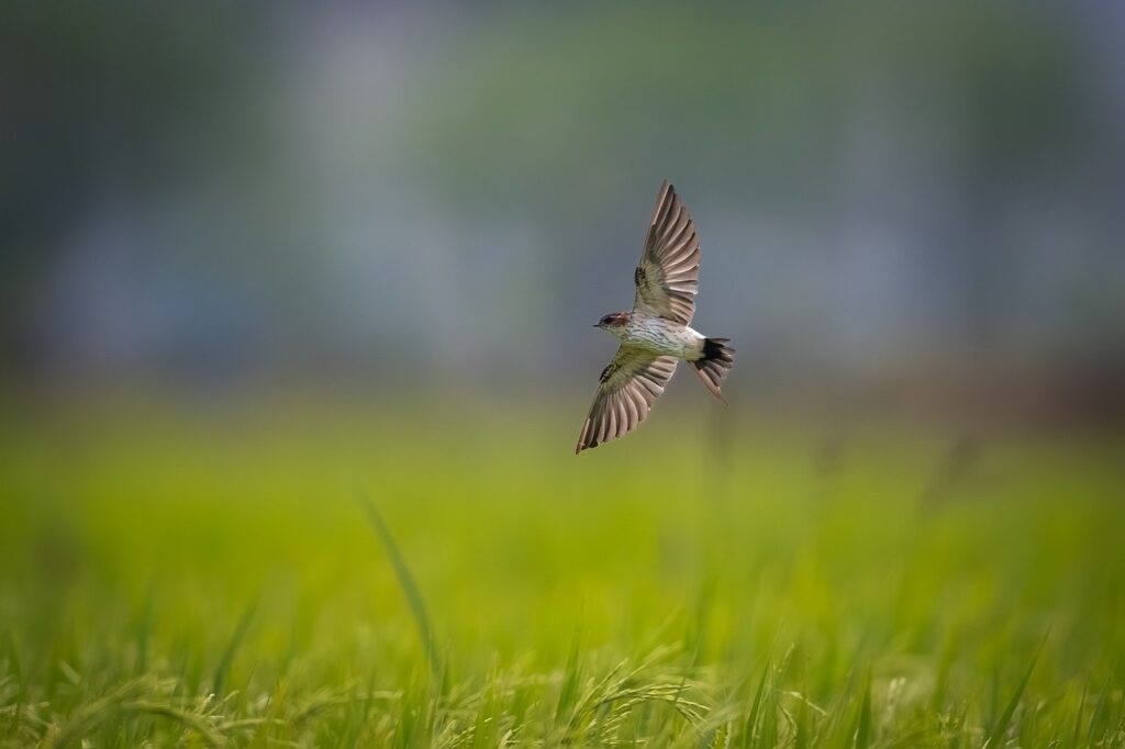 Overseeding Mistakes West Sussex Homeowners Should Avoid (So Your Seed Actually Grows)