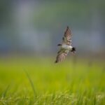 Overseeding Mistakes West Sussex Homeowners Should Avoid (So Your Seed Actually Grows)