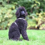 The Beginner’s Guide to Topdressing Smoother, Healthier Lawns in Emsworth & Arundel