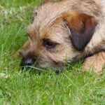 The Best Grass Height (Season by Season) for a Healthier Arundel Lawn