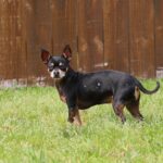 Wetting Agents Explained The Simple Fix For Dry Patch in West Sussex Lawns