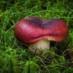 Best Time To Kill Moss In West Sussex Lawns