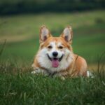 Dog Urine Patches In Chichester Gardens Fast Repairs And Prevention