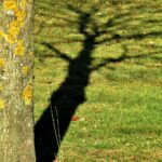 Shade Lawn Success In Emsworth And Coastal Villages Seed, Height, Moss Control