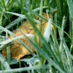 Is Year‑Round Lawn Care Worth It in West Sussex