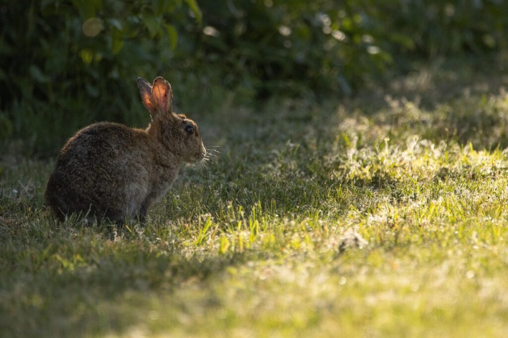 Lawn Care During Heatwaves in West Sussex How to Reduce Damage