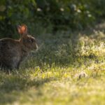 Lawn Care During Heatwaves in West Sussex How to Reduce Damage