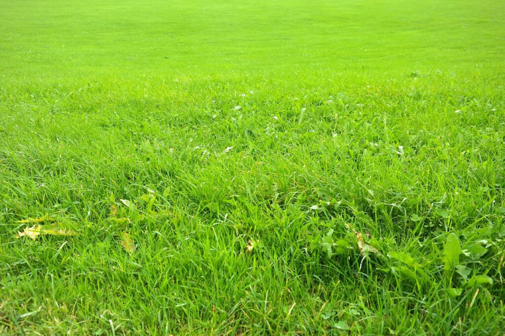 Lawn Soil Types in Chichester and How They Affect Your Grass