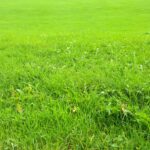 Lawn Soil Types in Chichester and How They Affect Your Grass